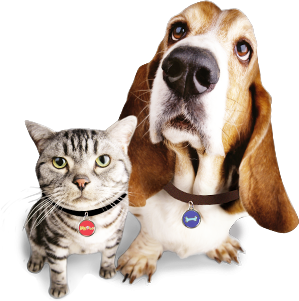 Cat and Dog